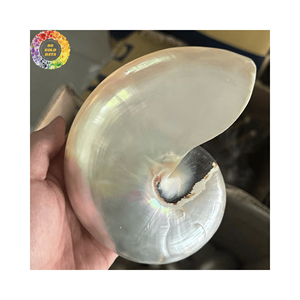 Conchas de Nautilus en Paquete a Granel, Excelente Valor para Proyectos de Decoración a Gran Escala y Negocios de Artesanía - Product Image 5