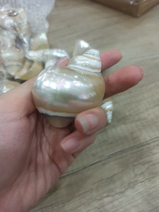 แหวนรองผ้าเช็ดปากเปลือกหอยธรรมชาติทำมือ ผิวขัดเงา สไตล์ชายทะเล ของตกแต่งโต๊ะอาหาร สำหรับผู้ค้าส่งและผู้ซื้อ - Product Image 2