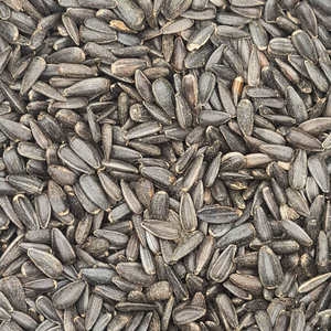 Graines de tournesol blanches de haute qualité, naturelles et brutes, fournisseur en gros pour le commerce mondial, à vendre - Product Image 4