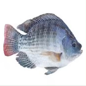 Acheteur de poisson frais Tilapia Poisson congelé Fournisseur de tilapia frais - Product Image 2