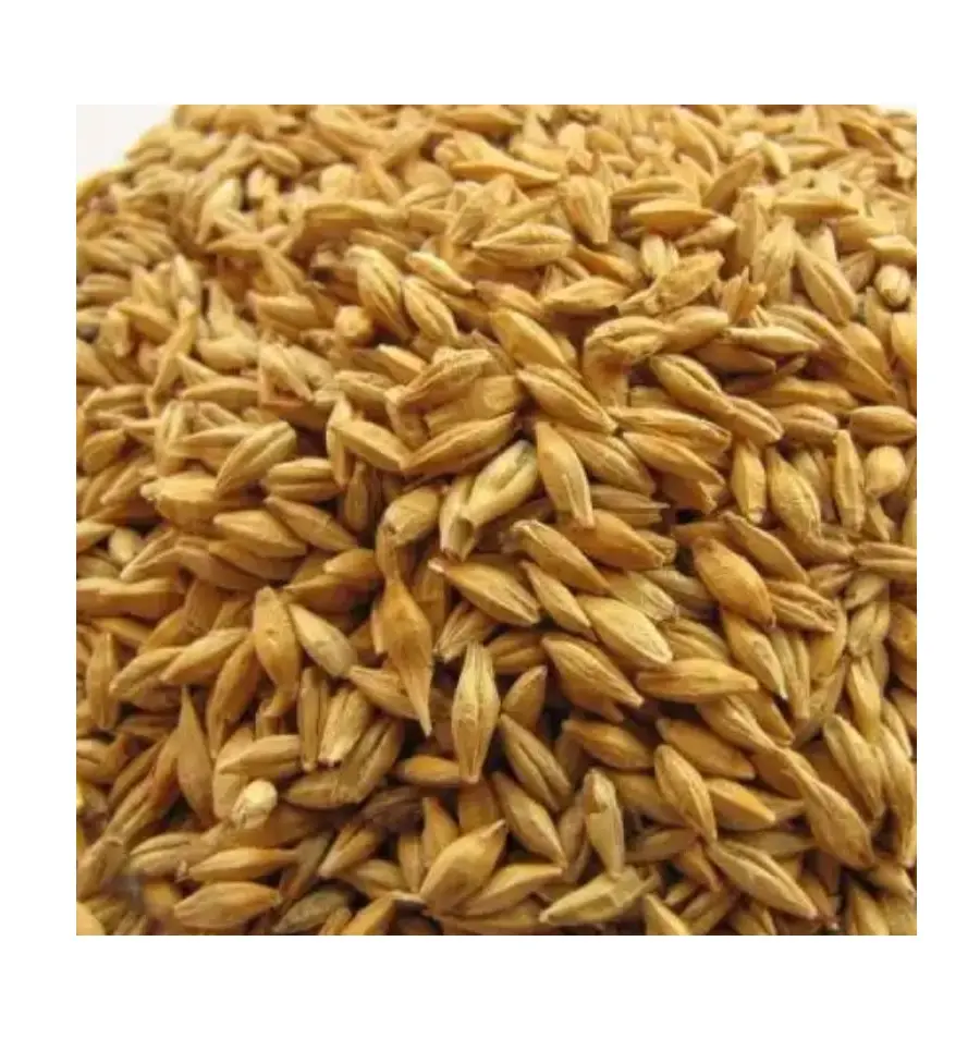 Barley Grains Premium Barley Seeds/Animal feed barley/bulk barley grains Best Price Barley grain for sale
