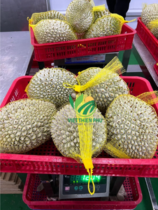 Durian surgelé IQF de haute qualité - VIET THIEN PHU VIET NAM - Prix compétitif - Emballage en vrac - Entiers - Goût sucré et sain - Riche en eau - Product Image 5