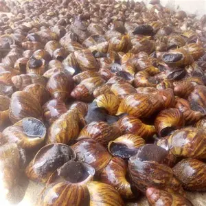 Fresh and Dried Giant African Snails / Cheap Fresh Healthy Giant African Snails