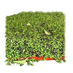 ส่วนผสมทำความสะอาดลำไส้ แบล็คเทอร์มินาลีอาเชบูลา - Product Image 3