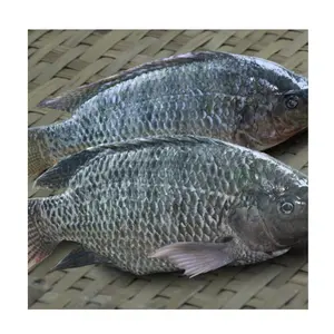 Высококачественная цельная замороженная рыба Тилапия | Филе тилапии-Замороженная доступная для продажи по низкой цене