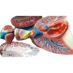 Modèle anatomique en PVC des poumons et du cœur humains, modèle d'organe scientifique médical pour la formation en école de médecine - Product Image 1