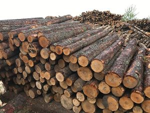 Grumes de bois d'aulne de qualité supérieure à vendre - Product Image 3