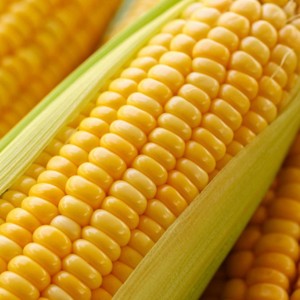 ข้าวโพดสีเหลืองอบแห้งไม่ใช่จีเอ็มโอพร้อมส่งออก - Product Image 1