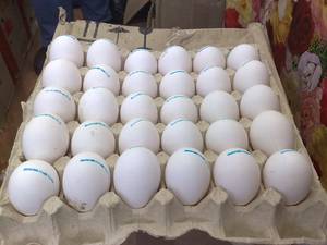 Œufs de poule frais naturels de qualité supérieure en gros, jaunes d'œufs riches en protéines, qualité alimentaire, service OEM en vrac à vendre - Product Image 2