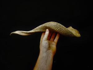 Vrais cornes de mouton naturelles polies pour la décoration et l'artisanat, de haute qualité - Product Image 5