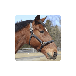 Licou de cheval en cuir personnalisé de haute qualité, vente en gros - Product Image 1