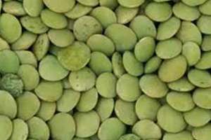 Lentilles vertes séchées entières pour la vente au détail, les supermarchés et la restauration - Product Image 5