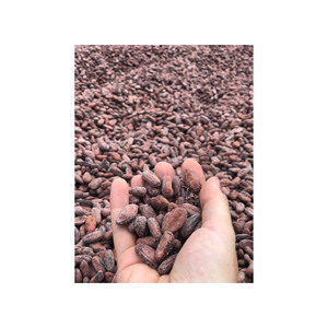 Fèves de cacao séchées en gros, prix usine, qualité export, livraison rapide - Product Image 2