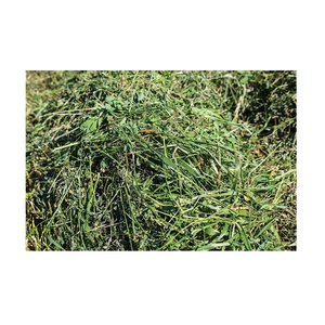 ใหม่ดีที่สุด ODM คุณภาพสูงเบลของหญ้า Alfalfa Hay Rhodes และอาหารสัตว์ Alfalfa Hay สําหรับขาย - Product Image 5