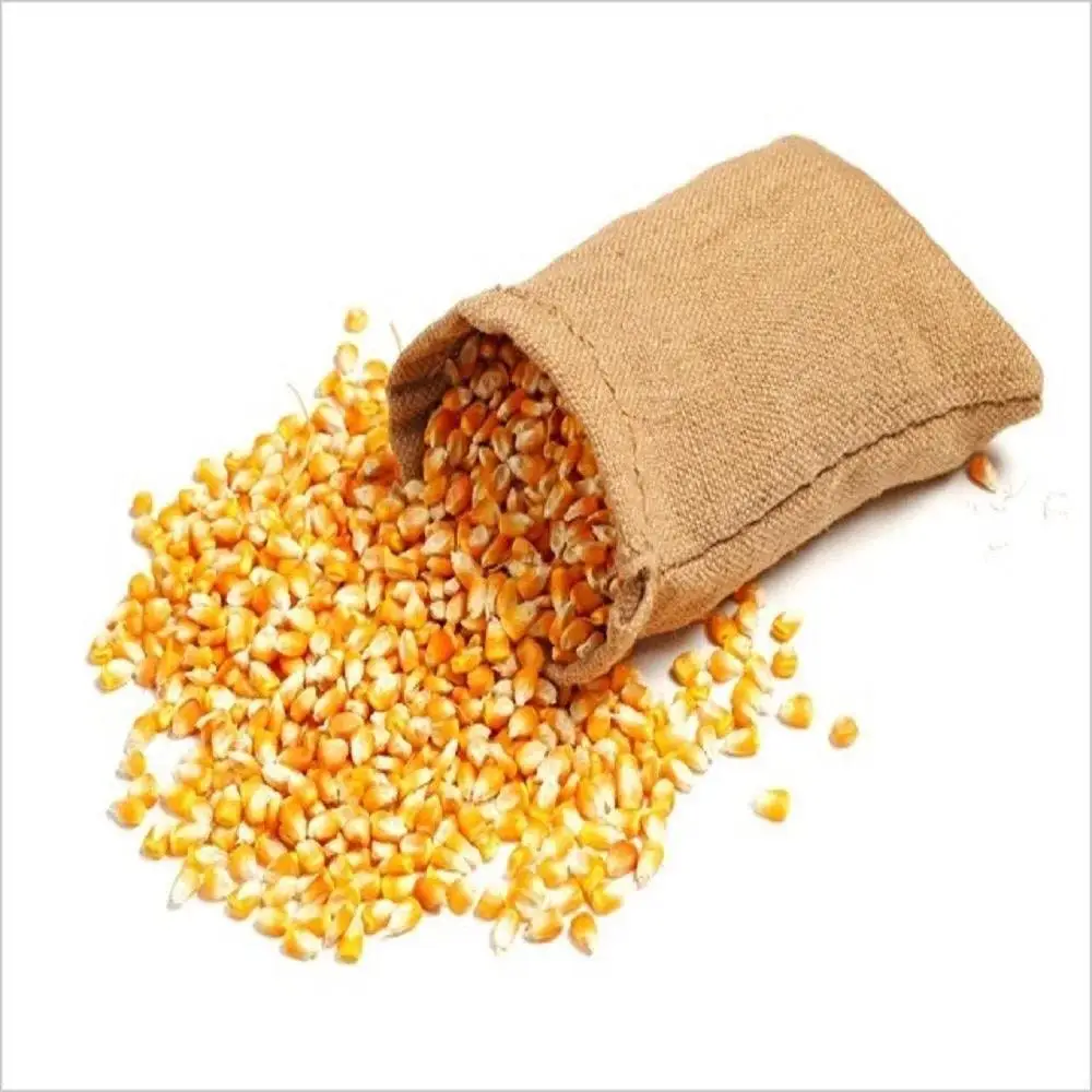 الذرة المجففة النقية: الذرة الصفراء المجففة ذات الجودة العالية مثالية لتغذية الحيوانات من الولايات المتحدة الأمريكية