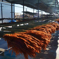 ALDERA Rumput Pampas Kering Alami untuk Dekorasi Hari Valentine, Wisuda, Hari Ibu, Pernikahan, Natal, Hari Ayah, Paskah, Halloween
