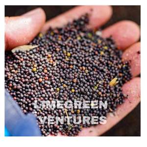 Semillas de Colza de Doble Lengua, Marca Brassica Napus, Semillas Oleaginosas, Exportador a Granel de la India, 12 Meses de Duración, Saludables - Product Image 6