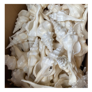 Coquille d'ormeau de haute qualité: un cadeau précieux de l'océan, dont les couleurs toujours changeantes évoquent le calme et la puissance de la mer - Product Image 3