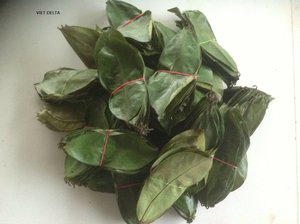 FEUILLES DE SOURSOP SÉCHÉES DU VIETNAM DE HAUTE QUALITÉ/FEUILLES NATURELLES POUR VOTRE PEAU ET AU MEILLEUR PRIX - Product Image 6