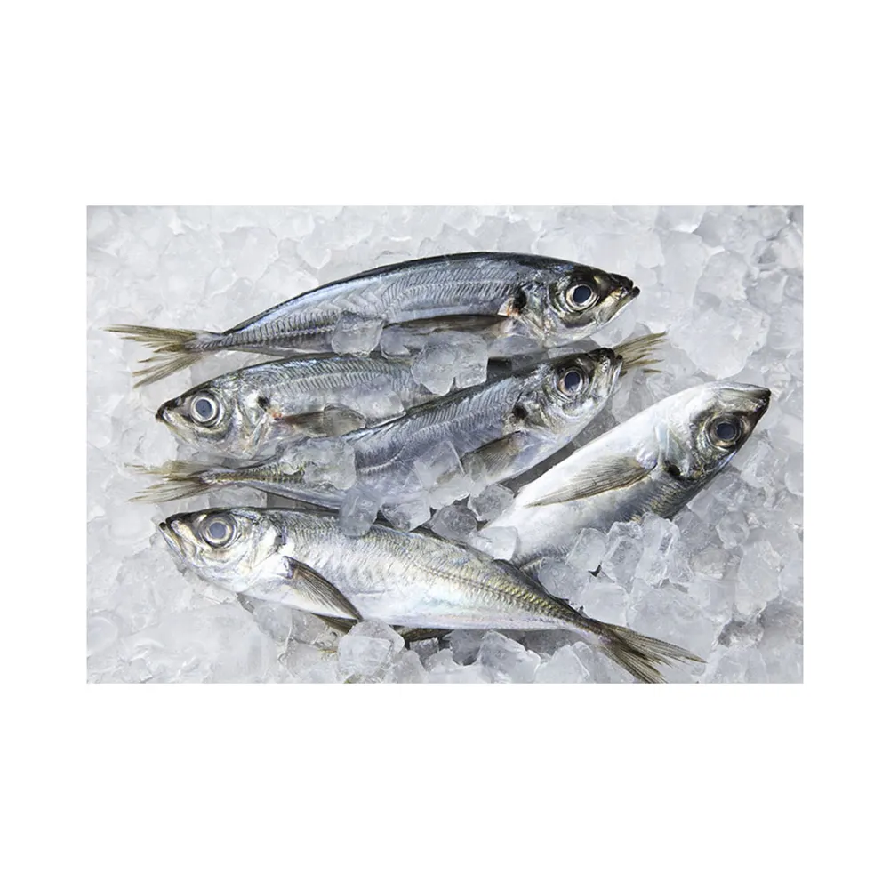 プレミアムホース冷凍サバ魚バルクホットセールシーフード冷凍丸ごと太平洋魚サバ缶詰食品用