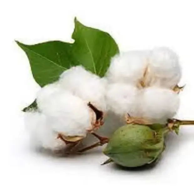 baijin Raw Cotton linter Product Type and 100% Organic Cotton linter Material cotton linter pulp price