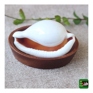 White Cowry Cowrie Seashell Egg-Style Animal Shell para decoración del hogar DIY con datos de oro pulido 99 - Product Image 1