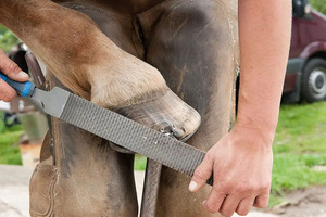 เครื่องกำจัดหนังที่ตายแล้ว14นิ้ว35ซม. สำหรับสัตวแพทย์ - Product Image 3