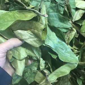 Meilleur prix d'usine corossol vietnamien thé du matin thé aux herbes fait à la main 100% feuilles biologiques naturelles thé amincissant emballé sous vide - Product Image 2