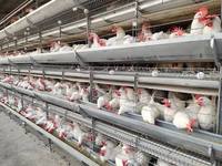 Nouveau système de cages automatiques en H pour poules pondeuses, en acier galvanisé, avec alimentation, abreuvement et collecte des œufs, facile à utiliser pour l'élevage avicole