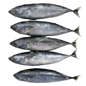 Atún bala entero congelado Exportación Calidad Vietnam IQF Envasado al vacío a granel Mariscos Proveedor mayorista Marca personalizable 24 meses - Product Image 1