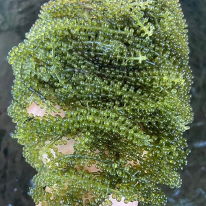 Raisin de mer Vietnam Umibudo Algues de haute qualité pour les restaurants japonais servant Sashimi 99 Gold Data - Product Image 1