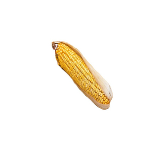 ข้าวโพดสีเหลือง/ข้าวโพดเลี้ยงสัตว์/ข้าวโพดสีเหลืองสำหรับอาหารสัตว์ปีก - Product Image 6