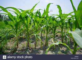 เมล็ดข้าวโพดเหลืองออร์แกนิกเกรดพรีเมียม ปลอดจีเอ็มโอ ผสมเมล็ดเสาวรส อบแห้ง คุณภาพสูง บริสุทธิ์ เหมาะสำหรับบดละเอียด แปรรูปอาหาร มีคุณค่าทางโภชนาการ - Product Image 4