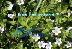 Suministro Directo de Fábrica HGO de Extracto Natural de Bacopa Monnieri de Grado Alimenticio, Bacopaside (Saponina Total) 20% 50% Extracto Estandarizado - Product Image 2