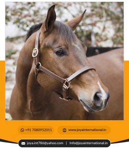 Équitation nouvelle mode confortable réglable cheval spectacle professionnel licou en cuir occidental licou cheval licou - Product Image 5