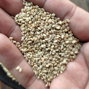 New Crop Best Quality Natural Sesame Seeds