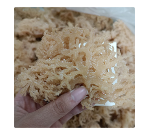 ผู้จัดจำหน่ายสาหร่ายทะเล Cottonii จากเวียดนาม สำหรับการส่งออกจำนวนมากและผู้ซื้อขายส่งระหว่างประเทศ - Product Image 5