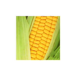 Maíz amarillo/amarillo para consumo humano, no gmo, amarillo, para alimentación animal, palomitas de maíz - Product Image 3