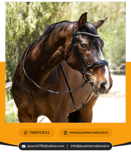 Monterey ม้วนสิทธิบัตรสีดำชุดทางกายวิภาคบังเหียนแบบไม่มีแฟลชผลิตภัณฑ์ม้าที่ไม่ใช่ไม้ยืนต้น - Product Image 5