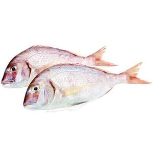 Poisson snapper blanc entier, surgelé, de qualité supérieure, en vente au prix de gros le plus bas - Product Image 1