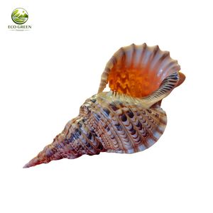 เปลือกหอยทริทอนขนาดใหญ่ 40 ซม. สำหรับตกแต่งตู้ปลาและบ้าน ขายส่ง - Product Image 1