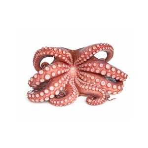 Suministro a granel de pulpo entero congelado, venta al por mayor, precio asequible, MARISCOS CONGELADOS nutritivos - Product Image 2