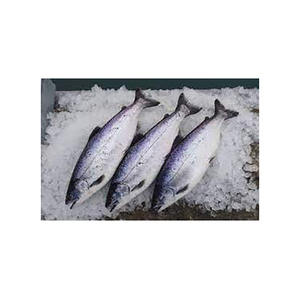 Pescado de salmón congelado entero/filete de salmón/cabeza de salmón a la venta - Product Image 1