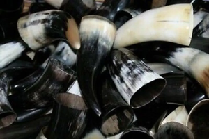 Cuerno Vikingo para Beber, Hecho a Mano, Ecológico, Personalizable, Tallado, Cuerno Natural, Apto para Alimentos, Seguro para Mead, Cerveza, Celebraciones, Duradero - Product Image 6