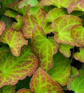 ผงวัชพืชแพะเงี่ยน - Product Image 2