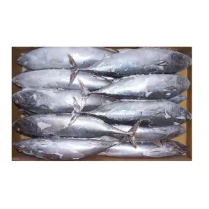 Poisson congelé de mer de haute qualité thon bonite rond entier lisée pour l'exportation fruits de mer congelés rond bonite thon poisson lisée