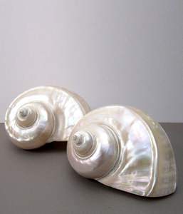 Conchas Marinas Grandes al por Mayor, Turbo Marmoratus, Concha Grande de Vietnam, Ideal para Decoración con Temática Oceánica, Exhibición de Turbo Marmoratus - Product Image 6