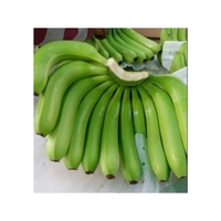 PREMIUM KWALITEIT Veilige Groene Banaan Perfect voor Chipsproductie en als Groentebijgerecht Stevig Vlees voor het Snijden