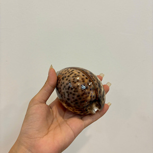 Pour le cadeau, la décoration et la collection: belle coquille de cauris et cauri de tigre 100% mer naturelle. - Product Image 3