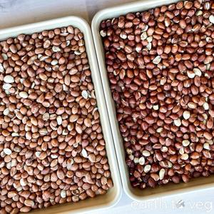 Vente en gros d'arachides pelées fraîches disponibles dans un emballage en vrac avec des arachides pelées riches en nutriments prêtes pour l'exportation - Product Image 5